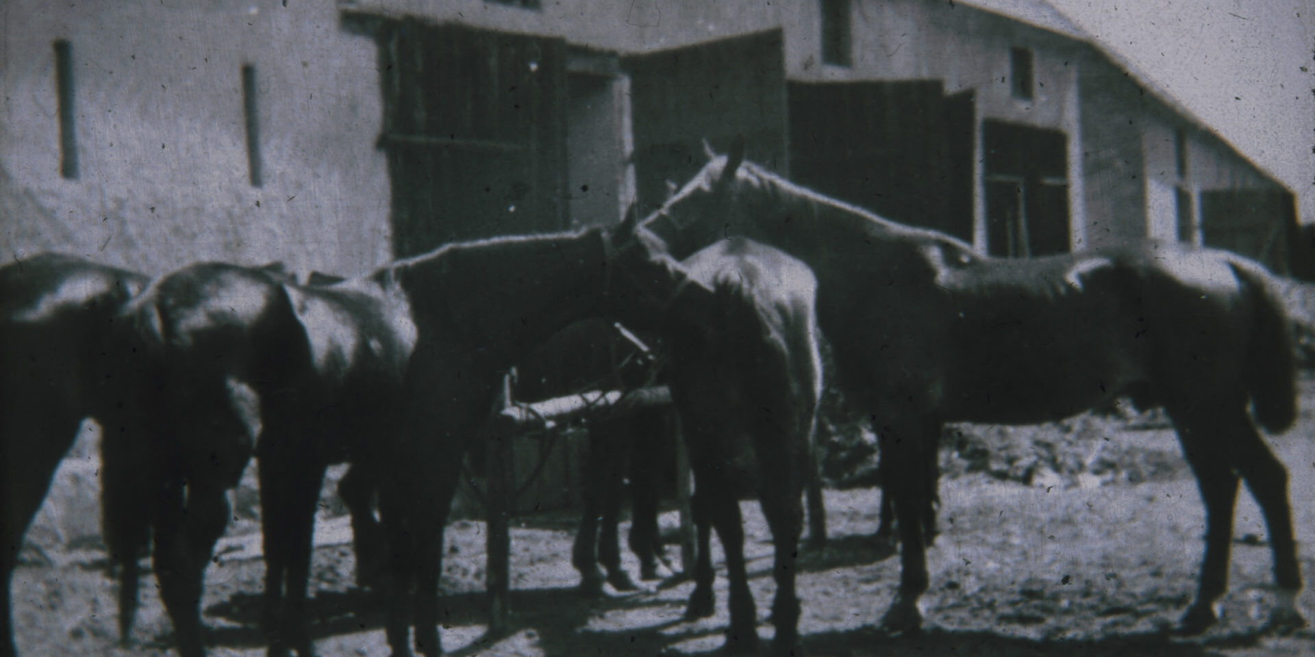 Pferde vor dem Stall