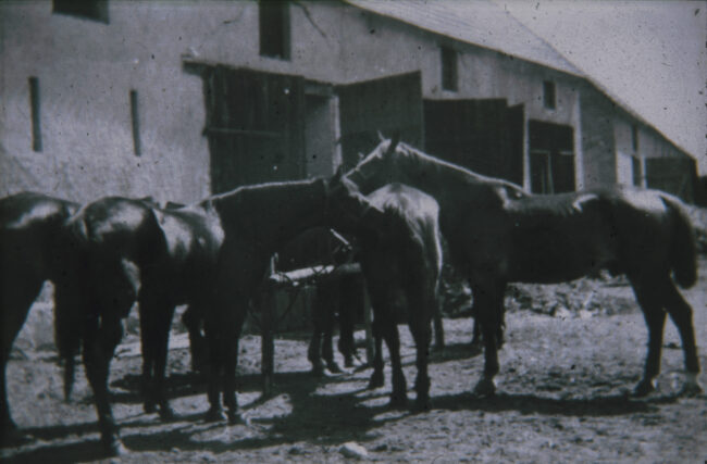 Pferde vor dem Stall