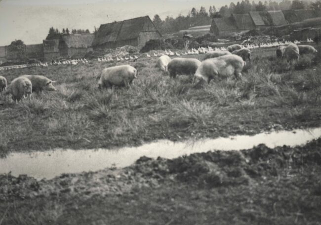 frhere_Flche_des_TUS_Sportplatzes_EDEKA